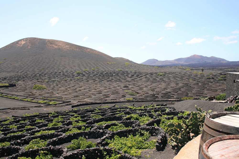 Weinanbau auf Lanzarote