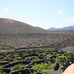 Weinanbau auf Lanzarote