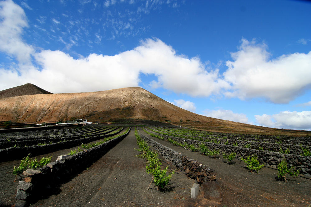 Weinanbau auf Lanzarote