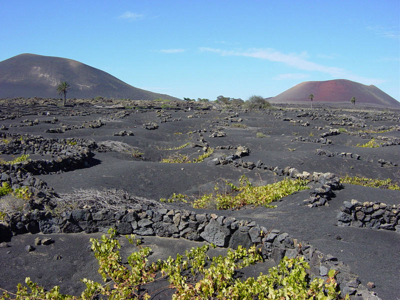 Weinanbau auf Lanzarote