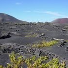 Weinanbau auf Lanzarote