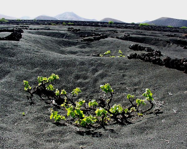 Weinanbau auf Lanzarote