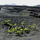 Weinanbau auf Lanzarote