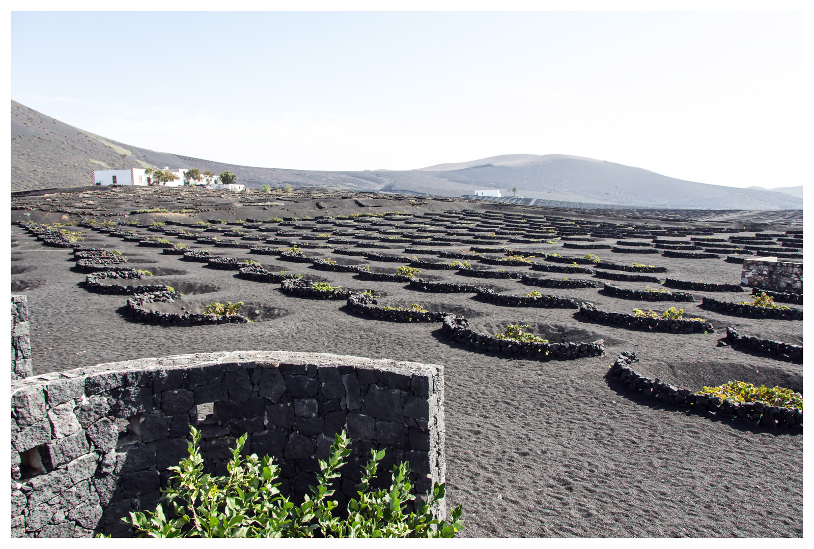 Weinanbau auf Lanzarote