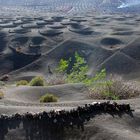 Weinanbau auf Lanzarote