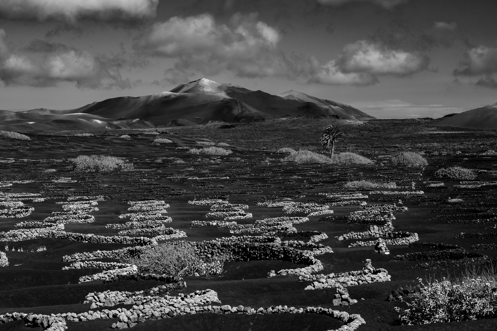 Weinanbau auf Lanzarote 