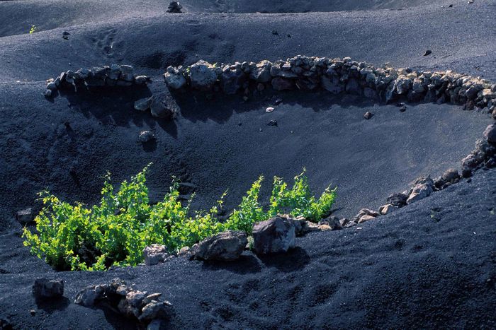 Weinanbau auf Lanzarote