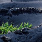 Weinanbau auf Lanzarote