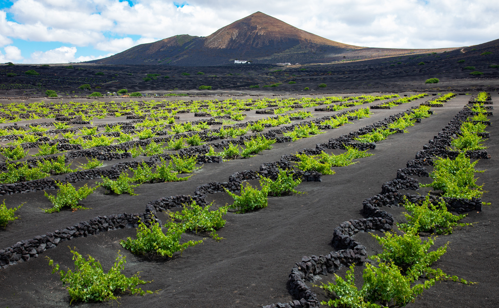 Weinanbau auf Lanzarote