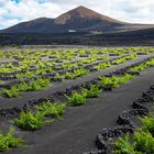 Weinanbau auf Lanzarote