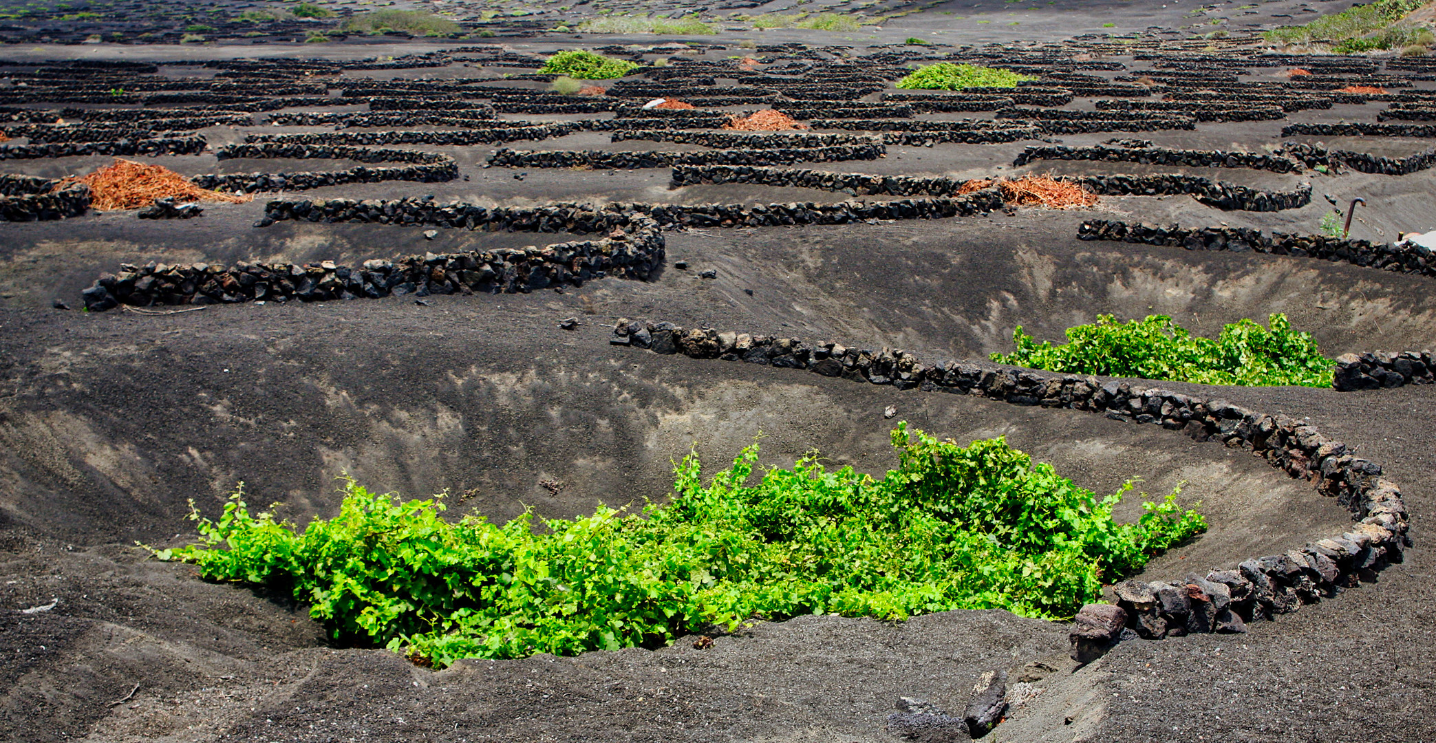 Weinanbau auf Lanzarote