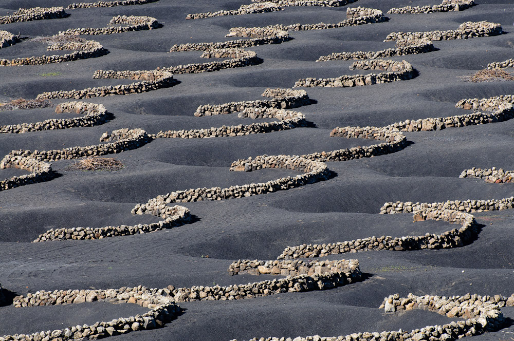 Weinanbau auf Lanzarote