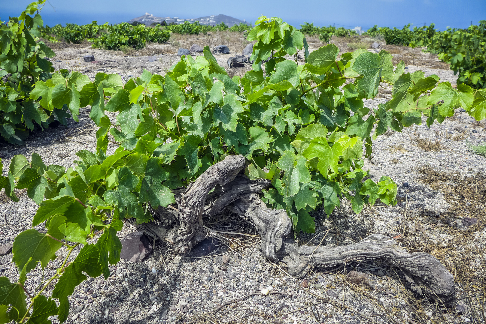 Weinanbau auf Santorin