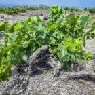 Weinanbau auf Santorin