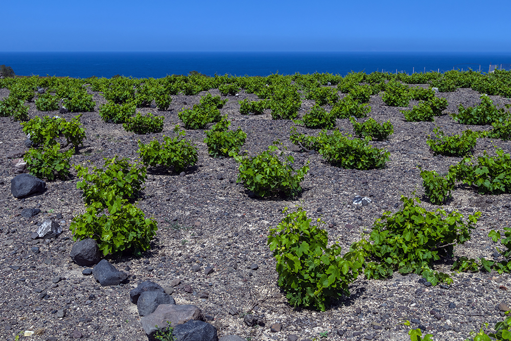 Weinanbau auf Santorin