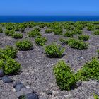 Weinanbau auf Santorin