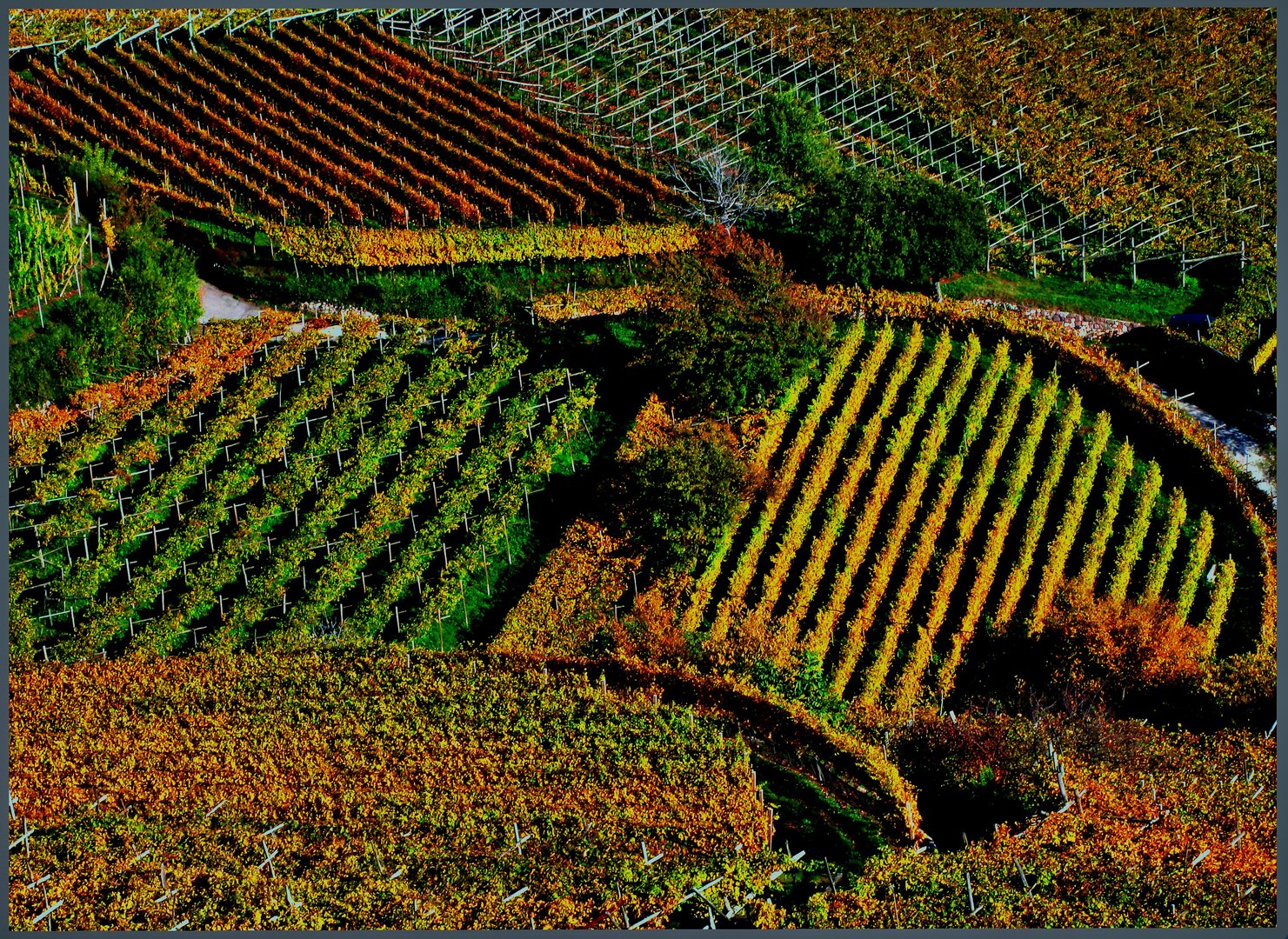  Weinanbau bei Kaltern