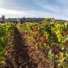 Weinanbau bei Ronda