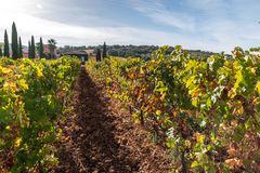 Weinanbau bei Ronda