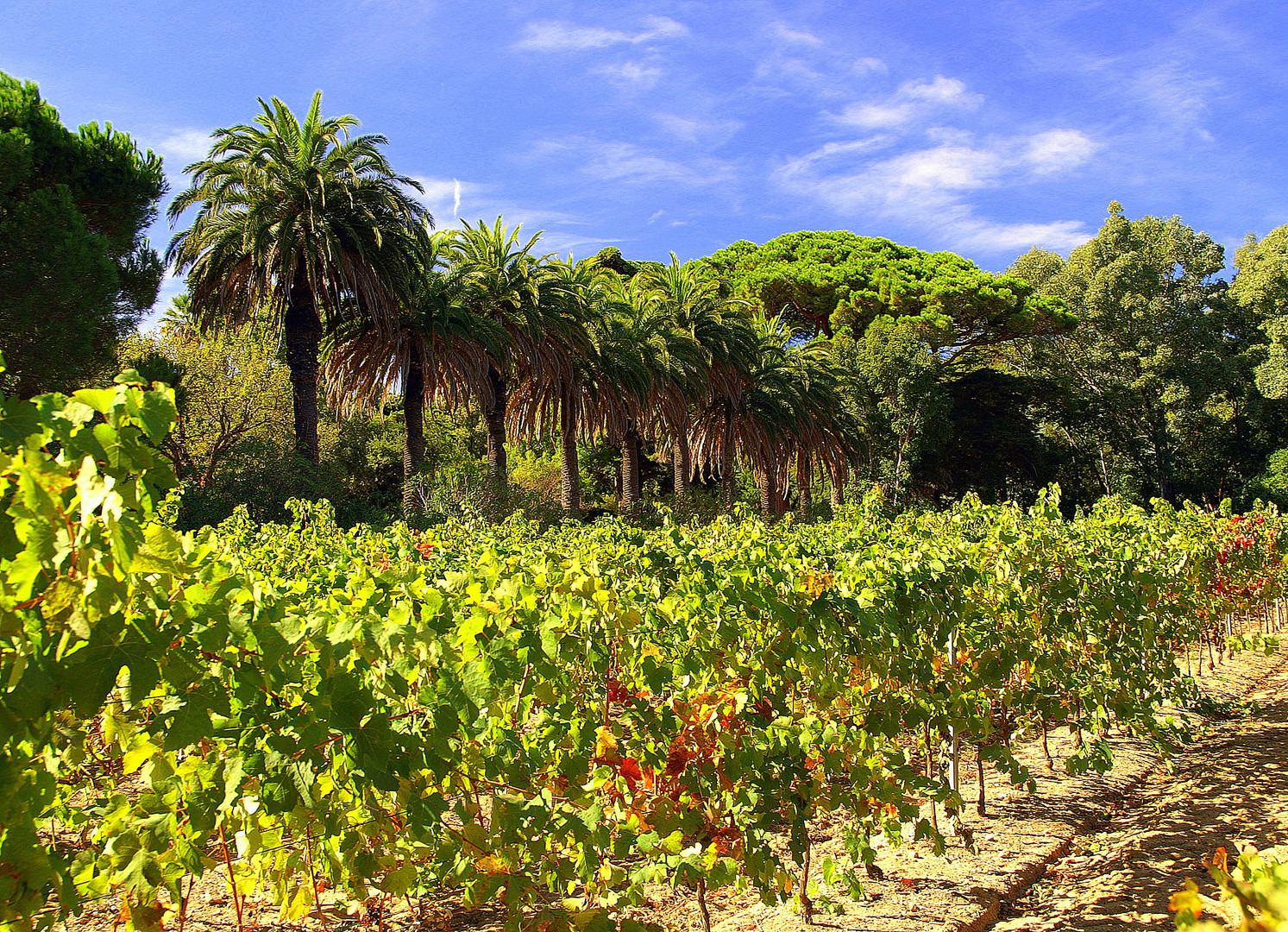 Weinanbau bei St. Tropez