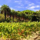 Weinanbau bei St. Tropez