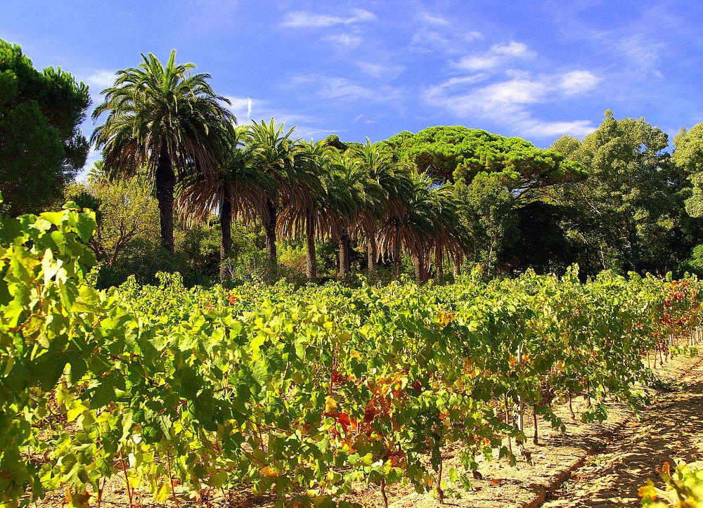 Weinanbau bei St. Tropez