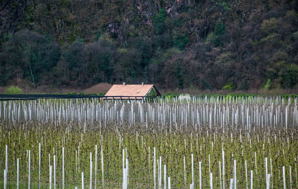 Weinanbau