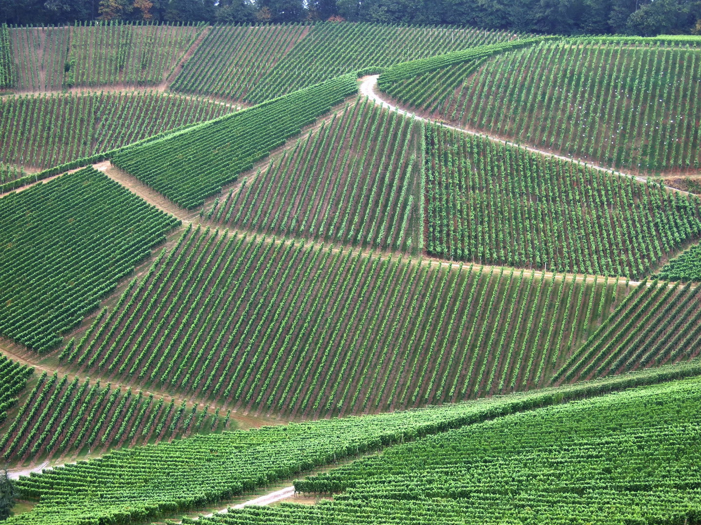 Weinanbau deutsch ordentlich