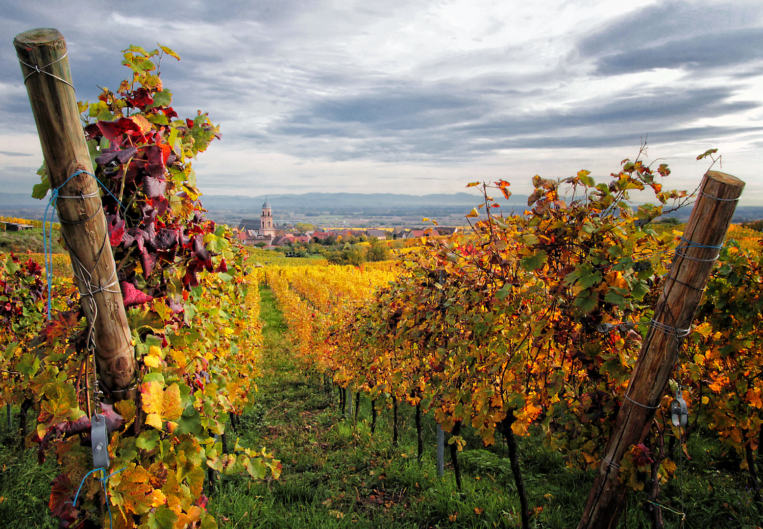 Weinanbau im Elsass