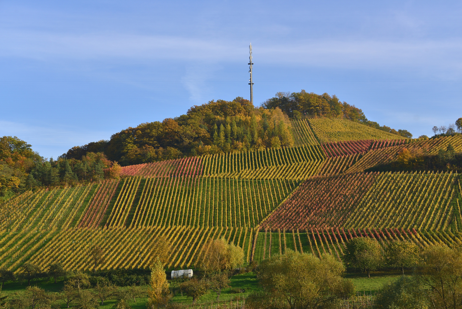 Weinanbau im Herbst