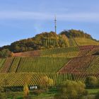 Weinanbau im Herbst