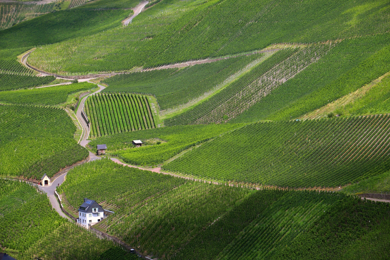 Weinanbau im Moseltal