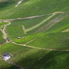 Weinanbau im Moseltal