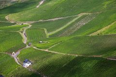 Weinanbau im Moseltal