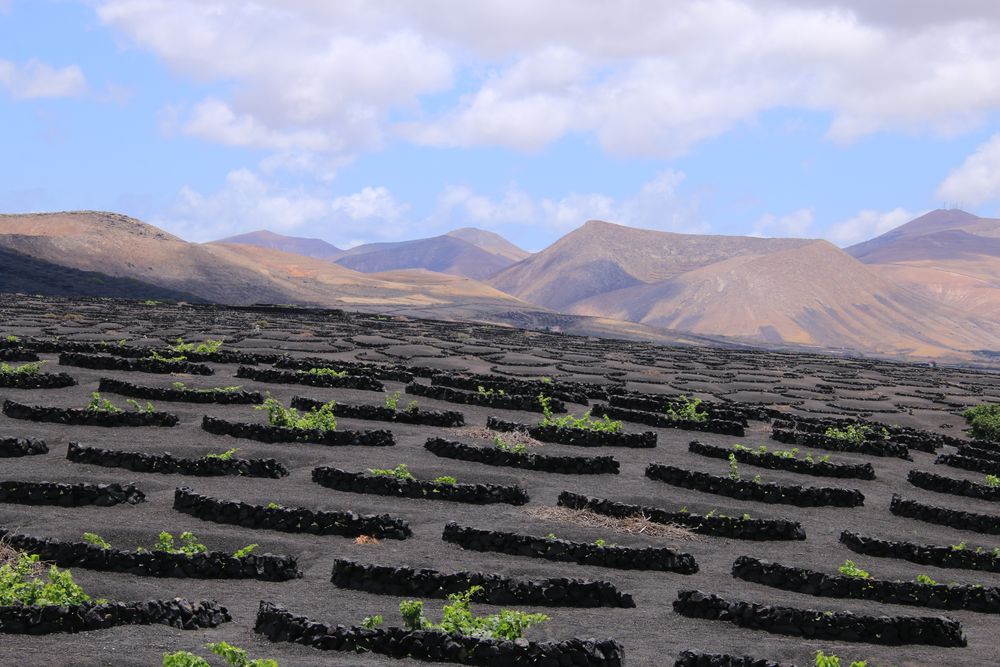 Weinanbau im Nationalpark Timanfaya - Lanzarote