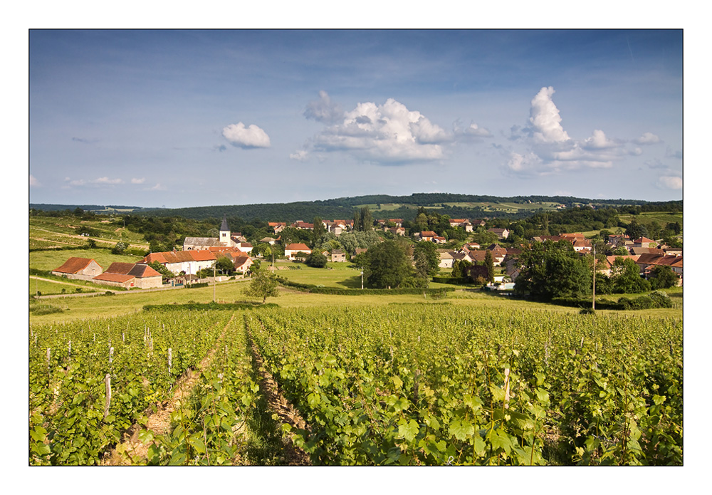 Weinanbau im südlichen Burgund