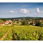 Weinanbau im südlichen Burgund