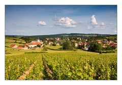 Weinanbau im südlichen Burgund