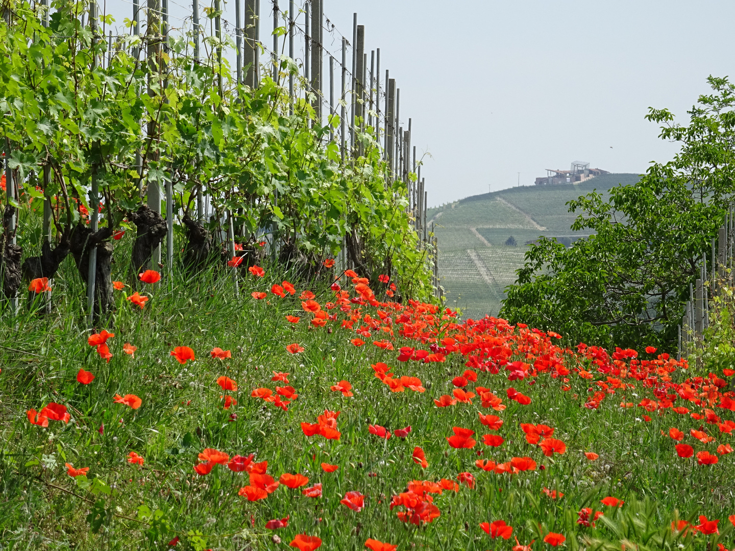 Weinanbau in Barolo