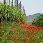 Weinanbau in Barolo