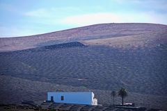 Weinanbau in der Lava