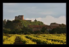 Weinanbau in der Provence
