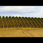 Weinanbau in der Toscana