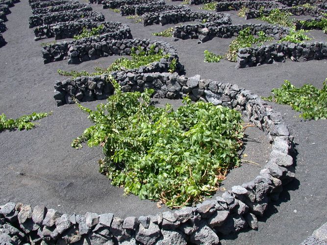 Weinanbau in La Geria auf Lanzarote