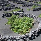 Weinanbau in La Geria auf Lanzarote