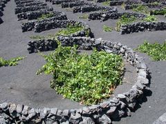 Weinanbau in La Geria auf Lanzarote