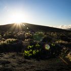 Weinanbau in La Geria-Lanzarote