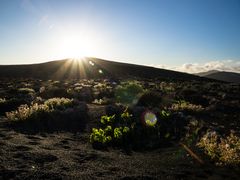 Weinanbau in La Geria-Lanzarote