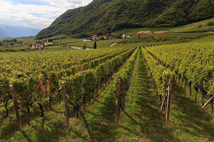 Weinanbau in Südtirol