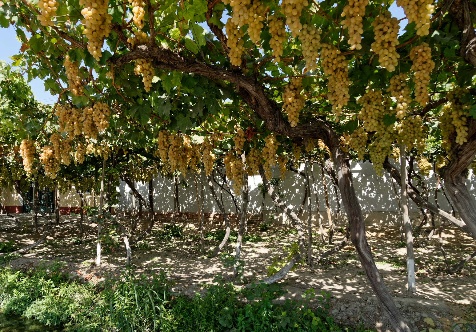 Weinanbau in Usbekistan